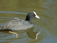 Fulica atra 3, Meerkoet, Saxifraga-Jan van der Straaten