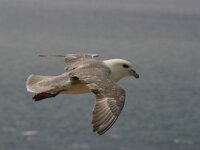 Fulmarus glacialis 2, Noordse stormvogel, Saxifraga-Janus Verkerk
