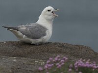 Fulmarus glacialis 24, Noordse stormvogel, Saxifraga-Peter Stein