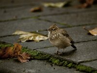 Galerida cristata 18, Kuifleeuwerik, Saxifraga-Mark Zekhuis
