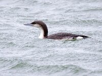 Gavia arctica 18, Parelduiker, Saxifraga-Barct Vastenhouw