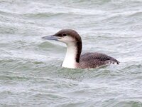 Gavia arctica 19, Parelduiker, Saxifraga-Barct Vastenhouw