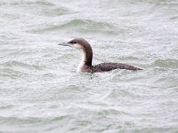 Gavia arctica 22, Parelduiker, Saxifraga-Barct Vastenhouw