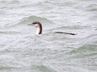 Gavia arctica 23, Parelduiker, Saxifraga-Barct Vastenhouw