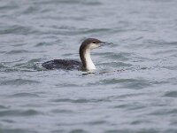 Gavia arctica 24, Parelduiker, Saxifraga-Barct Vastenhouw