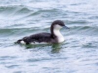 Gavia arctica 4, Parelduiker, Saxifraga-Barct Vastenhouw