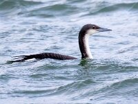 Gavia arctica 6, Parelduiker, Saxifraga-Barct Vastenhouw