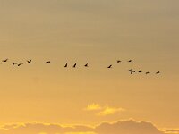 Grus grus 36, Kraanvogel, Saxifraga-Bart Vastenhouw