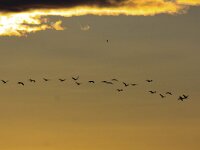 Grus grus 37, Kraanvogel, Saxifraga-Bart Vastenhouw