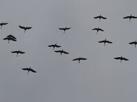 Grus grus 41, Kraanvogel, Saxifraga-Jan Nijendijk