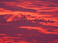 Grus grus 57, Kraanvogel, Saxifraga-Bart Vastenhouw