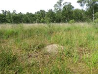 Grus grus 73, Kraanvogel, nest, Saxifraga-Mark Zekhuis