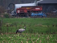 Grus grus 79, Kraanvogel, Saxifraga-Hans Dekker