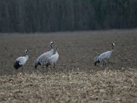 Grus grus 91, Kraanvogel, Saxifraga-Dirk Hilbers