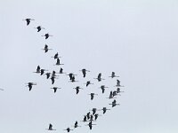 Grus grus 95, Kraanvogel, Saxifraga-Mark Zekhuis
