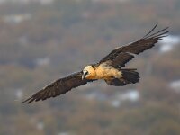 Bearded vulture flying  Bearded vulture (Gypaetus barbatus), also known as the lammergeier (or lammergeyer) or ossifrage, is a bird of prey and the only member of the genus Gypaetus. Traditionally considered an Old World vulture, it actually forms a minor lineage of Accipitridae. : Spanish, adult, animal, april, background, barbatus, beak, bearded, bearded vulture, beautiful, bird, blue, conservation, ecology, endangered, environment, europe, european, fauna, feathers, flight, fly, flying, freedom, gypaetus, lammergeier, lammergeyer, landscape, mountain, natural, nature, outdoor, predator, prey, pyrenees, raptor, rare, rock, rocky, scavenger, spain, spring, vulture, wild, wilderness, wildlife, wing, wings, yellow