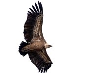 Gyps fulvus 102, Vale gier, Saxifraga-Bart Vastenhouw