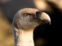 Gyps fulvus 107, Vale gier, Saxifraga-Bart Vastenhouw