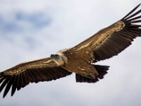 Gyps fulvus 129, Vale gier, Saxifraga-Bart Vastenhouw