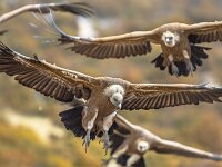 Griffon vultures flying in mist  Griffon vultures (Gyps fulvus) group flying in misty conditions in Spanish Pyrenees, Catalonia, Spain, April. This is a large Old World vulture in the bird of prey family Accipitridae. It is also known as the Eurasian griffon and closely related to the white-backed vulture (Gyps africanus). : animal, background, beautiful, bird, birding, birds, birdwatching, catalonia, cevennes, closeup, cold, colony, croatia, endangered, europe, extremadura, fauna, flight, flock, fly, flying, fog, fulvus, gang, griffon, griffon vulture, group, gyps, gyps fulvus, haze, mountain, natural, nature, ornithology, prey, pyrenees, pyrenees mountains, pyrenees spain, raptor, rueppellii, safari, scavenger, spain, vulture, vultures, wild, wildlife, wings, winter
