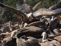 Gyps fulvus 35, Vale gier, Saxifraga-Bart Vastenhouw