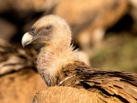 Gyps fulvus 37, Vale gier, Saxifraga-Bart Vastenhouw