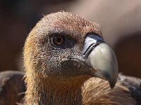 Gyps fulvus 38, Vale gier, Saxifraga-Bart Vastenhouw