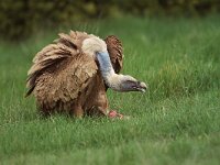 Gyps fulvus 50, Vale gier, Saxifraga-Martin Mollet
