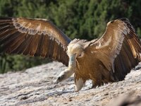 Gyps fulvus 57, Vale gier, Saxifraga-Bart Vastenhouw