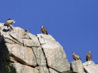 Gyps fulvus 6, Vale gier, Saxifraga-Mark Zekhuis