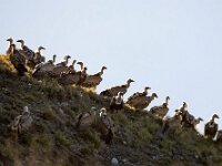 Gyps fulvus 72, Vale gier, Saxifraga-Bart Vastenhouw