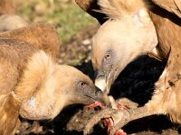 Gyps fulvus 83, Vale gier, Saxifraga-Bart Vastenhouw