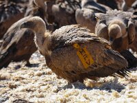 Gyps fulvus 85, Vale gier, Saxifraga-Bart Vastenhouw