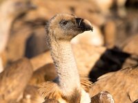 Gyps fulvus 86, Vale gier, Saxifraga-Bart Vastenhouw