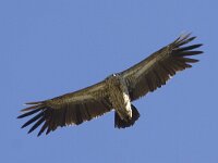 Gyps himalayensis, Sneeuwgier 2, Saxifraga-Mark Zekhuis