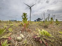 Two eggs in nest of Oystercatcher  Nest with two eggs of Pied Oystercatcher (Haematopus ostralegus) in fallow industrial area : Eurasian, Pied, animal, area, bird, bird-nest, birdnest, black, brood, building, closeup, clutch, commercial, common, conservancy, conservation, eggs, fauna, habitat, haematopodidae, haematopus, home, industrial, industry, life, natural, nature, nest, nobody, ostralegus, outdoors, oystercatcher, preserve, region, reproduction, reserve, russia, sanctuary, sea, seasonal, shell, spotted, three, turbine, white, wild, wildlife, wind, windmill