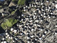 Haematopus ostralegus 122, Scholekster, adult, Saxifraga-Theo Verstrael