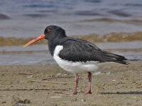 Haematopus ostralegus 35, Scholekster, Saxifraga-Ab H Baas