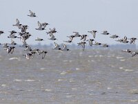 Haematopus ostralegus 49, Scholekster, Saxifraga-Mark Zekhuis