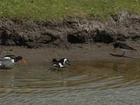 Haematopus ostralegus 58, Scholekster, Saxifraga-Jan van der Straaten