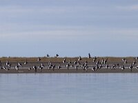 Haematopus ostralegus 62, Scholekster, Saxifraga-Mark Zekhuis