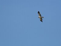 Hieraaetus pennatus 2, Dwergarend, Saxifraga-Martin Mollet