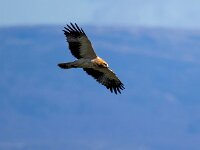 Hieraaetus pennatus 6, Dwergarend, Saxifraga-Bart Vastenhouw