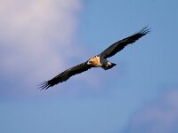 Hieraaetus pennatus 7, Dwergarend, Saxifraga-Bart Vastenhouw