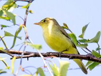 Hippolais icterina 3, Spotvogel, Saxifraga-Bart Vastenhouw