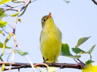 Hippolais icterina 4, Spotvogel, Saxifraga-Bart Vastenhouw