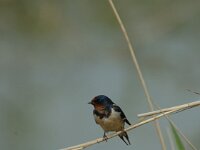 Hirundo rustica 15, Boerenzwaluw, Saxifraga-Marijke Verhagen