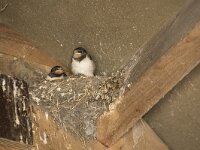 Hirundo rustica 163, Boerenzwaluw, Saxifraga-Willem van Kruijsbergen