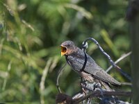 Hirundo rustica 22, Boerenzwaluw, Saxifraga-Martin Mollet