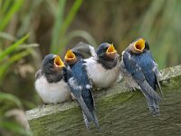 Hirundo rustica 25, Boerenzwaluw, juvenile, Saxifraga-Piet Munsterman